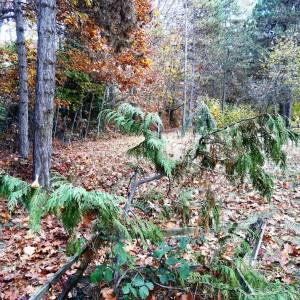 Photographie n°872453 du taxon Cupressus nootkatensis D.Don [1824]