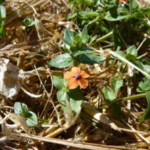 Photographie n°873169 du taxon Anagallis arvensis L. [1753]