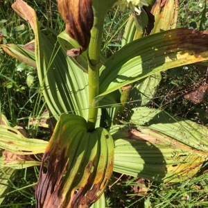 Photographie n°873483 du taxon Veratrum album L. [1753]