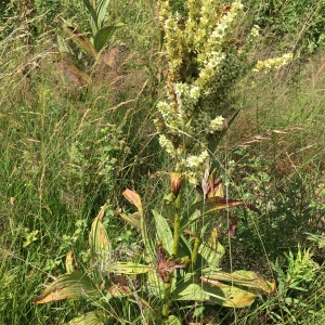 Photographie n°873484 du taxon Veratrum album L. [1753]