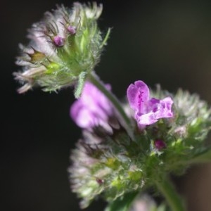 Photographie n°874493 du taxon Clinopodium vulgare L. [1753]