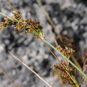Photographie n°874670 du taxon Juncus inflexus L. [1753]