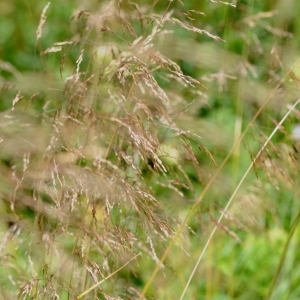 Photographie n°874685 du taxon Deschampsia cespitosa (L.) P.Beauv. [1812]