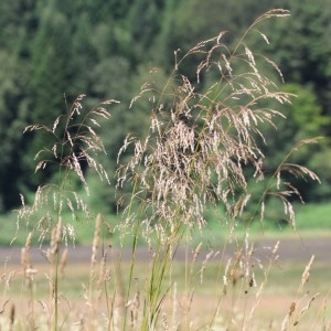 Photographie n°874687 du taxon Deschampsia cespitosa (L.) P.Beauv. [1812]
