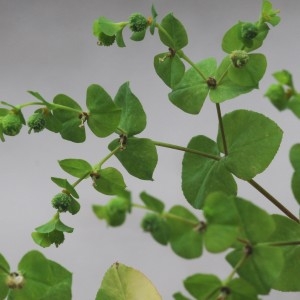 Photographie n°874695 du taxon Euphorbia stricta L. [1759]