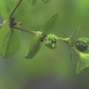 Photographie n°874696 du taxon Euphorbia stricta L. [1759]