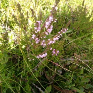 Photographie n°875056 du taxon Calluna vulgaris (L.) Hull [1808]