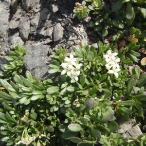 Photographie n°875840 du taxon Galium megalospermum All. [1785]