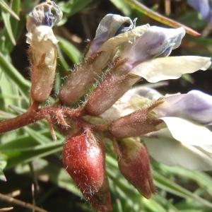 Photographie n°875884 du taxon Oxytropis helvetica Scheele [1843]