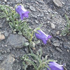 Photographie n°875907 du taxon Campanula alpestris All. [1773]