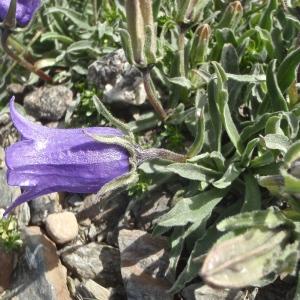 Photographie n°875911 du taxon Campanula alpestris All. [1773]