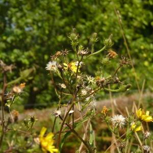 Photographie n°876104 du taxon Picris hieracioides L. [1753]