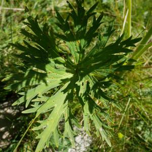 Photographie n°876164 du taxon Aconitum lycoctonum L. [1753]