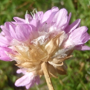 Photographie n°876371 du taxon Armeria alpina Willd. [1809]