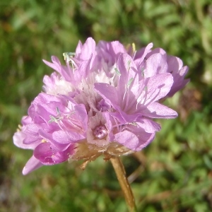 Photographie n°876373 du taxon Armeria alpina Willd. [1809]