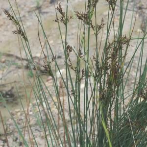 Photographie n°876757 du taxon Juncus inflexus L. [1753]