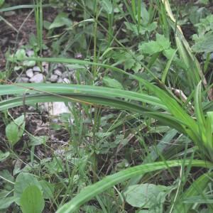 Photographie n°876835 du taxon Carex pendula Huds. [1762]