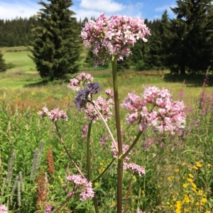 Photographie n°877033 du taxon Valeriana officinalis L. [1753]