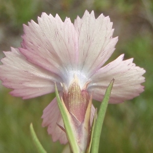 Photographie n°877342 du taxon Dianthus pavonius Tausch [1839]