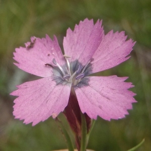 Photographie n°877344 du taxon Dianthus pavonius Tausch [1839]