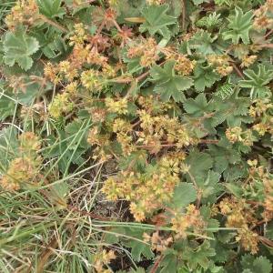 Photographie n°877348 du taxon Alchemilla flabellata Buser [1891]