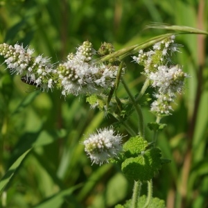 Photographie n°877763 du taxon Mentha suaveolens Ehrh. [1792]