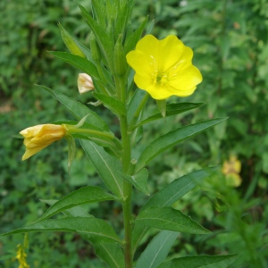 Photographie n°877765 du taxon Oenothera biennis L. [1753]