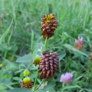 Photographie n°878434 du taxon Trifolium spadiceum L. [1755]