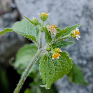 Photographie n°878593 du taxon Galinsoga cilié