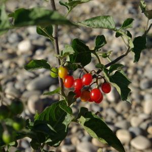 Photographie n°878616 du taxon Solanum dulcamara L. [1753]