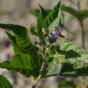 Photographie n°878617 du taxon Solanum dulcamara L. [1753]