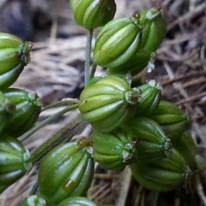 Photographie n°879046 du taxon Aethusa cynapium L.