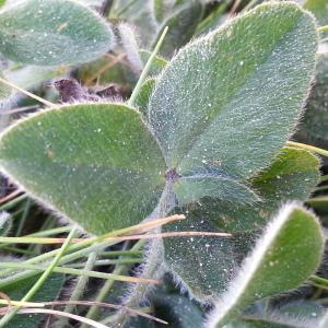  - Trifolium pratense var. maritimum Zabel [1859]