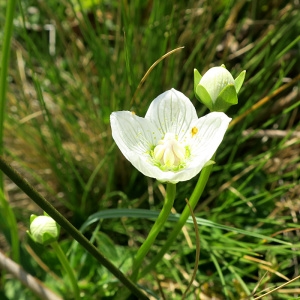 Photographie n°879700 du taxon Parnassia palustris L. [1753]