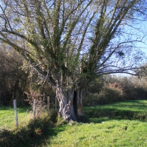 Photographie n°879705 du taxon Salix alba L. [1753]