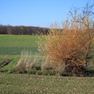 Photographie n°879737 du taxon Salix alba var. vitellina (L.) Stokes [1812]