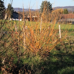 Photographie n°879984 du taxon Salix alba var. vitellina (L.) Stokes [1812]