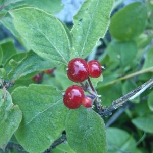 Photographie n°880023 du taxon Lonicera xylosteum L. [1753]