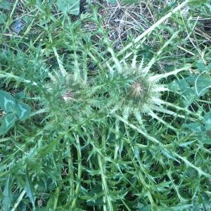 Photographie n°880143 du taxon Cirsium acaulon (L.) Scop. [1769]