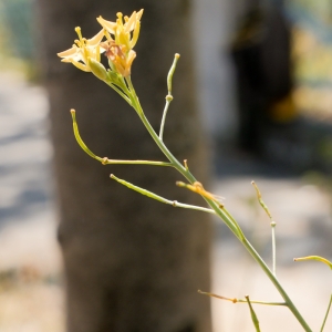 Photographie n°880170 du taxon Sisymbrium officinale (L.) Scop. [1772]