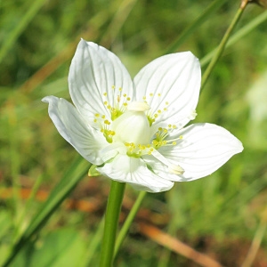 Photographie n°880295 du taxon Parnassia palustris L. [1753]