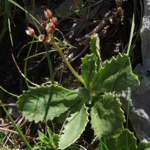 Photographie n°880602 du taxon Primula marginata Curtis [1792]