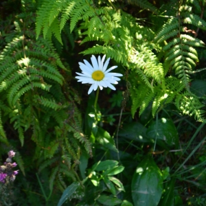 Photographie n°880909 du taxon Leucanthemum vulgare Lam. [1779]