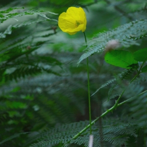 Photographie n°880911 du taxon Papaver cambricum L.