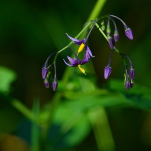 Photographie n°880918 du taxon Solanum dulcamara L. [1753]