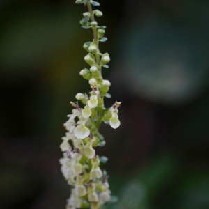 Photographie n°880922 du taxon Teucrium scorodonia L. [1753]