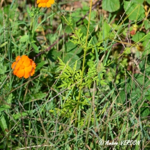 Photographie n°881017 du taxon Cosmos sulphureus Cav. [1791]