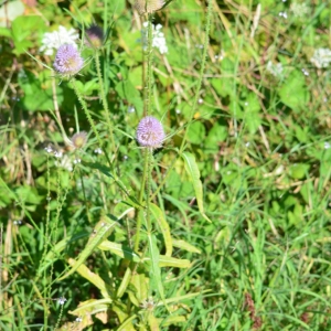 Photographie n°881025 du taxon Dipsacus fullonum L. [1753]