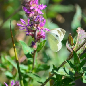 Photographie n°881034 du taxon Lythrum salicaria L.