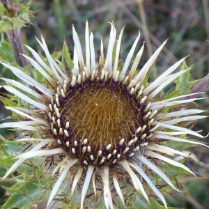 Photographie n°881169 du taxon Carlina vulgaris L. [1753]